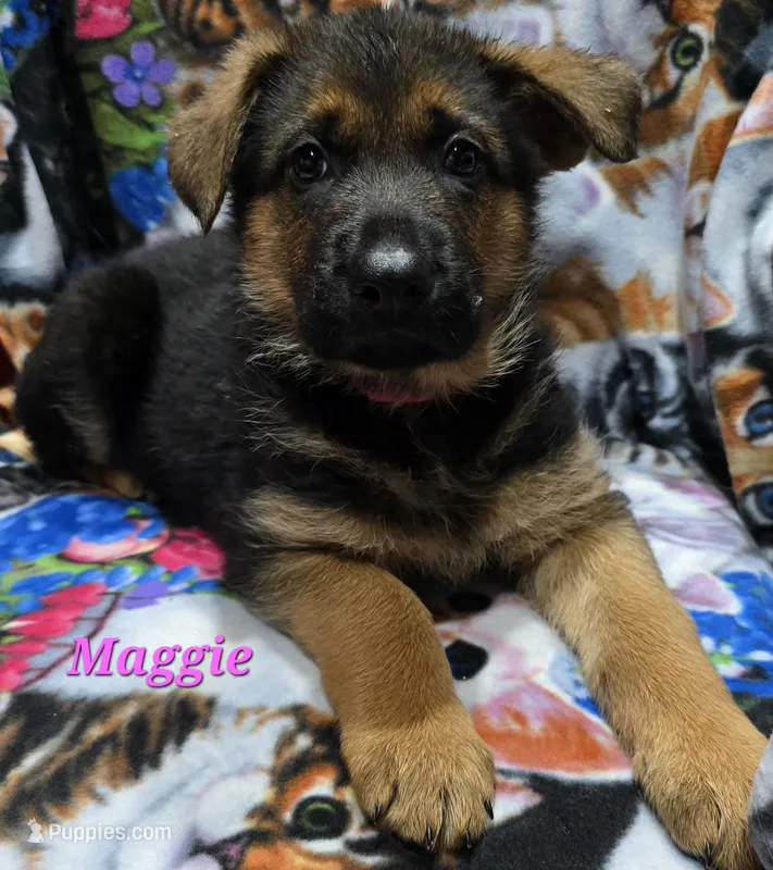 Maggie  – German Shepherd Dog puppy for sale in Fairbanks, AK