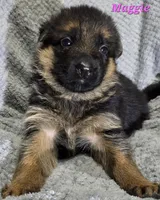 Maggie , a female German Shepherd Dog for sale in Fairbanks, AK – Photo 3 of 5