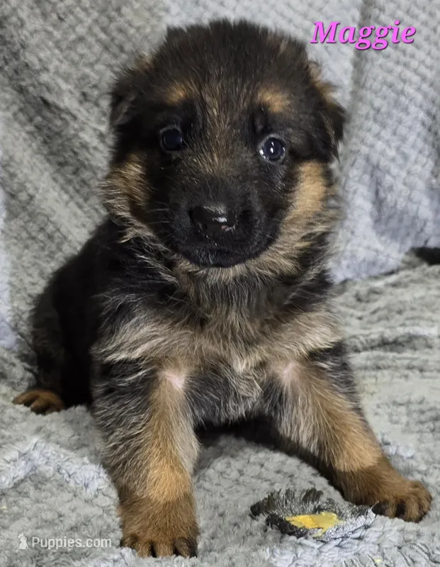 Maggie  – German Shepherd Dog puppy for sale in Fairbanks, AK