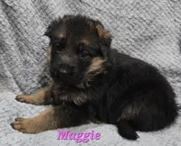 Maggie , a female German Shepherd Dog for sale in Fairbanks, AK – Photo 4 of 5