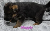 Maggie , a female German Shepherd Dog for sale in Fairbanks, AK – Photo 2 of 5