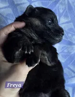 AKC Freya, a female German Shepherd Dog for sale in Fairbanks, AK – Photo 6 of 7