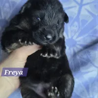 AKC Freya, a female German Shepherd Dog for sale in Fairbanks, AK – Photo 5 of 7