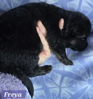 AKC Freya, a female German Shepherd Dog for sale in Fairbanks, AK – Photo 7 of 7