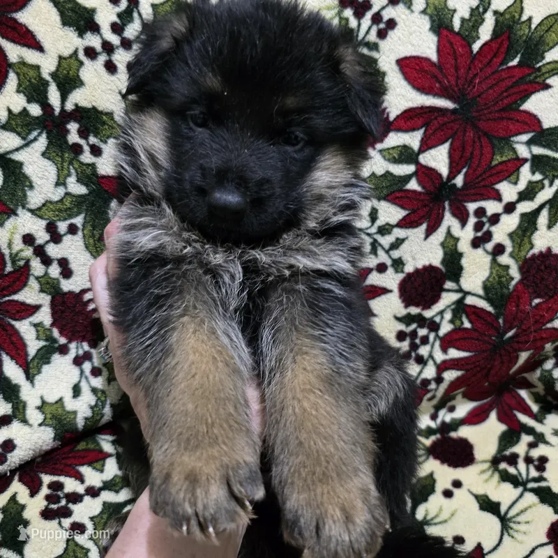 AKC Freya – German Shepherd Dog puppy for sale in Fairbanks, AK