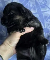 AKC Freya, a female German Shepherd Dog for sale in Fairbanks, AK – Photo 4 of 7