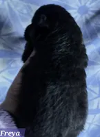 AKC Freya, a female German Shepherd Dog for sale in Fairbanks, AK – Photo 1 of 7