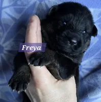 AKC Freya, a female German Shepherd Dog for sale in Fairbanks, AK – Photo 2 of 7