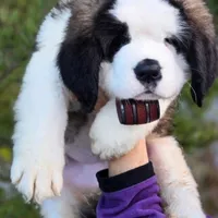 AKC Bella, a female Saint Bernard for sale in Fairbanks, AK – Photo 1 of 10
