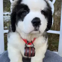 AKC Bella, a female Saint Bernard for sale in Fairbanks, AK – Photo 4 of 10