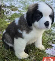 processed/dcae720b-5950-4433-93e7-a0d653093aab/listing/33437a2f-8790-4828-ae90-5dbfa36b420a/3e117e05-a600-4c52-b3e8-9d415367353c