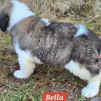 AKC Bella, a female Saint Bernard for sale in Fairbanks, AK – Photo 10 of 10