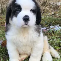 AKC Bella, a female Saint Bernard for sale in Fairbanks, AK – Photo 6 of 10