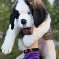 AKC Bella, a female Saint Bernard for sale in Fairbanks, AK – Photo 5 of 10