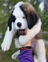 processed/dcae720b-5950-4433-93e7-a0d653093aab/listing/33437a2f-8790-4828-ae90-5dbfa36b420a/89440f8b-c1c1-4762-8e25-26ed8a773153