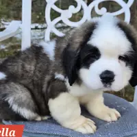 AKC Bella, a female Saint Bernard for sale in Fairbanks, AK – Photo 8 of 10