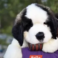AKC Bella, a female Saint Bernard for sale in Fairbanks, AK – Photo 2 of 10
