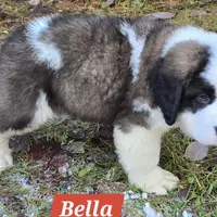 AKC Bella, a female Saint Bernard for sale in Fairbanks, AK – Photo 7 of 10