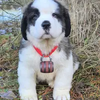 AKC Bella, a female Saint Bernard for sale in Fairbanks, AK – Photo 3 of 10