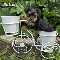 Teacup  Button  Hold, a female Yorkshire Terrier for sale in Fairbanks, AK – 5 of 7