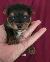 Teacup  Button , a female Yorkshire Terrier for sale in Fairbanks, AK – 4 of 7
