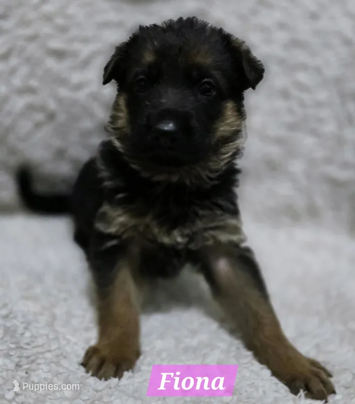 Fiona – German Shepherd Dog puppy for sale in Fairbanks, AK