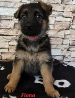 Fiona, a female German Shepherd Dog for sale in Fairbanks, AK – Photo 4 of 6