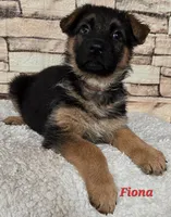 Fiona, a female German Shepherd Dog for sale in Fairbanks, AK – Photo 2 of 6