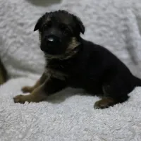 Fiona, a female German Shepherd Dog for sale in Fairbanks, AK – Photo 3 of 3