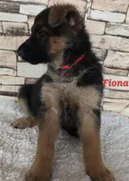 Fiona, a female German Shepherd Dog for sale in Fairbanks, AK – Photo 5 of 6