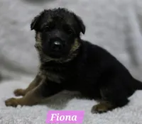 Fiona, a female German Shepherd Dog for sale in Fairbanks, AK – Photo 2 of 3