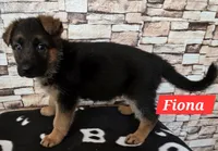 Fiona, a female German Shepherd Dog for sale in Fairbanks, AK – Photo 3 of 6
