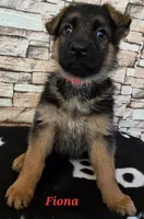 Fiona, a female German Shepherd Dog for sale in Fairbanks, AK – Photo 6 of 6
