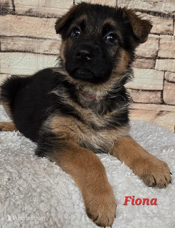 Fiona – German Shepherd Dog puppy for sale in Fairbanks, AK