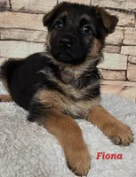 Fiona, a female German Shepherd Dog for sale in Fairbanks, AK – Photo 1 of 6