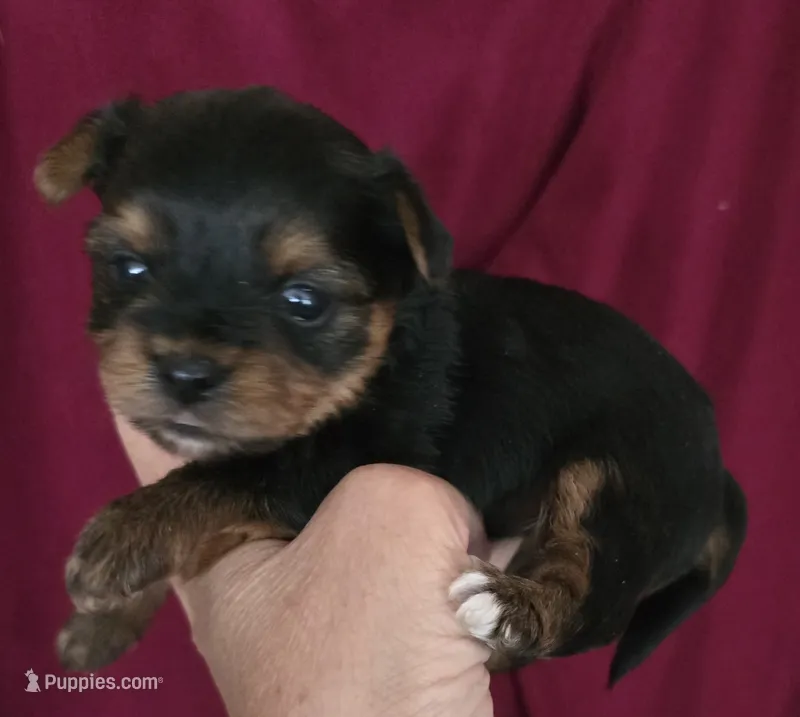Teacup  Button  – Yorkshire Terrier puppy for sale in Fairbanks, AK