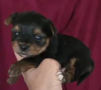 Teacup  Button , a female Yorkshire Terrier for sale in Fairbanks, AK – 1 of 7