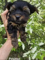 Teacup Peanut , a male Yorkshire Terrier for sale in Fairbanks, AK – 6 of 7