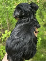 Teacup Peanut , a male Yorkshire Terrier for sale in Fairbanks, AK – 5 of 7