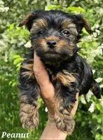 AKC European bloodline , a  Yorkshire Terrier for sale in Fairbanks, AK – 8 of 8