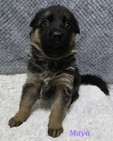 Akc Maya, a female German Shepherd Dog for sale in Fairbanks, AK – Photo 4 of 4