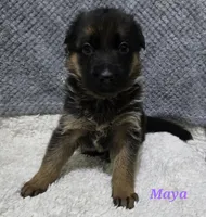 Akc Maya, a female German Shepherd Dog for sale in Fairbanks, AK – Photo 2 of 4