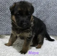 Akc Maya, a female German Shepherd Dog for sale in Fairbanks, AK – Photo 3 of 4