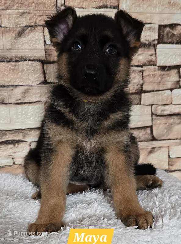 Akc Maya – German Shepherd Dog puppy for sale in Fairbanks, AK