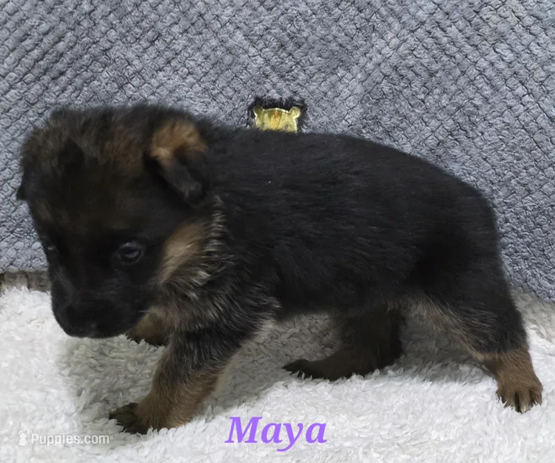 Akc Maya – German Shepherd Dog puppy for sale in Fairbanks, AK