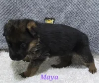 Akc Maya, a female German Shepherd Dog for sale in Fairbanks, AK – Photo 1 of 4
