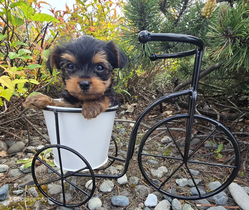 Teacup Teddy  – Yorkshire Terrier puppy for sale in Fairbanks, AK