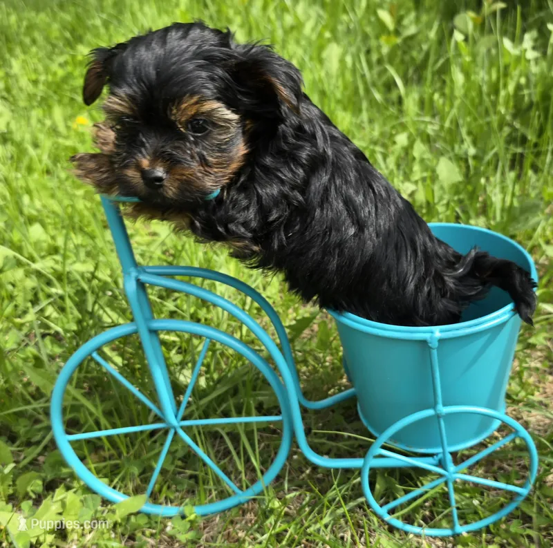 Teacup Peanut  – Yorkshire Terrier puppy for sale in Fairbanks, AK