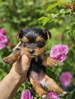 Tcup puppy, a female Yorkshire Terrier for sale in Fairbanks, AK – Photo 7 of 7