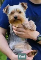 Tcup puppy, a female Yorkshire Terrier for sale in Fairbanks, AK – Photo 5 of 7